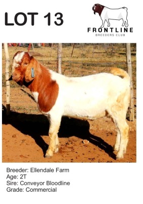 1X BOER GOAT BUCK ELLENDALE FARM