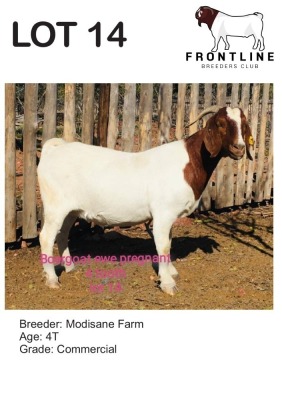 1X BOER GOAT EWE MODISANE FARM