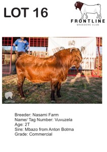 1X KALAHARI RED BUCK NASAMI FARM