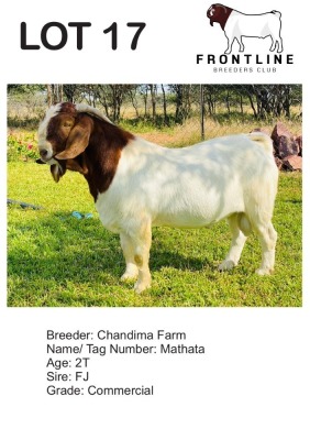 1X BOER GOAT BUCK CHANDIMA FARM