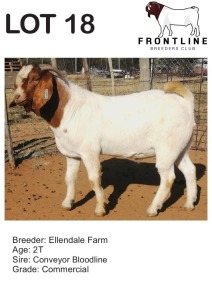 1X BOER GOAT BUCK ELLENDALE FARM