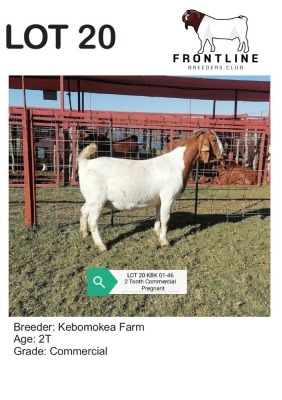 1X BOER GOAT EWE KEBOMOKEA FARM