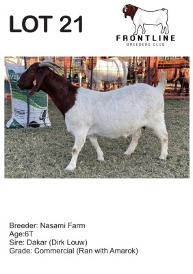 1X BOER GOAT EWE NASAMI FARM