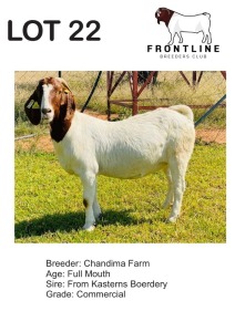 1X BOER GOAT EWE CHANDIMA FARM