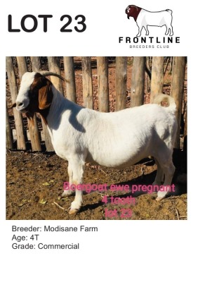 1X BOER GOAT EWE MODISANE FARM