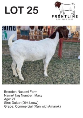 1X BOER GOAT EWE NASAMI FARM