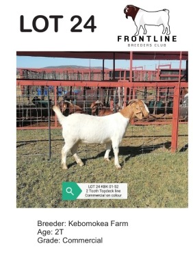 1X BOER GOAT EWE KEBOMOKEA FARM