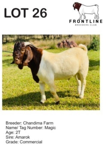 1X BOER GOAT BUCK CHANDIMA FARM