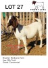 1X BOER GOAT EWE MODISANE FARM