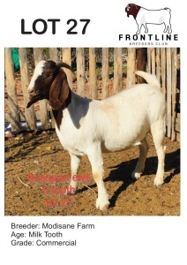 1X BOER GOAT EWE MODISANE FARM