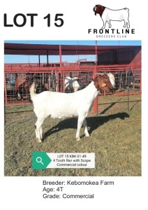 1X BOER GOAT EWE KEBOMOKEA FARM