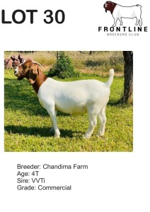 1X BOER GOAT EWE CHANDIMA FARM