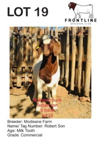 1X BOER GOAT BUCK MODISANE FARM
