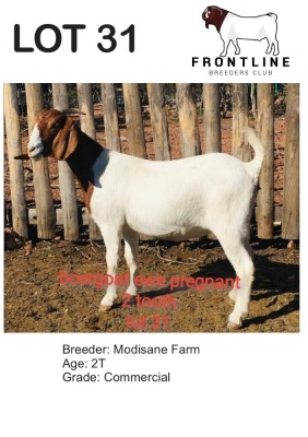 1X BOER GOAT EWE MODISANE FARM