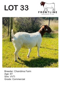 1X BOER GOAT EWE CHANDIMA FARM