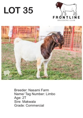 1X BOER GOAT BUCK NASAMI FARM