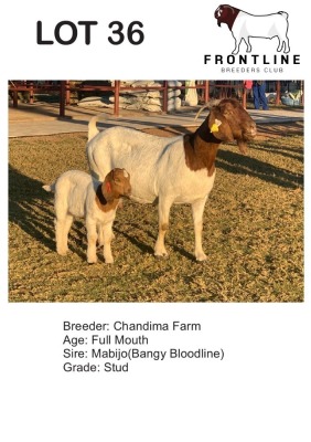 1+1X BOER GOAT EWE + KID EWE+KID CHANDIMA FARM