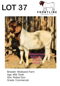 1X BOER GOAT BUCK MODISANE FARM