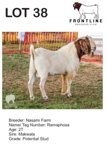 1X BOER GOAT BUCK NASAMI FARM