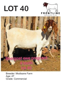 1X BOER GOAT EWE MODISANE FARM