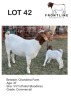 1+1X BOER GOAT EWE + KID EWE+KID CHANDIMA FARM