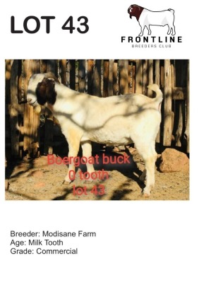 1X BOER GOAT BUCK MODISANE FARM