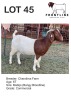 1X BOER GOAT EWE CHANDIMA FARM