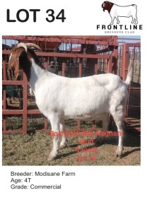 1X BOER GOAT EWE MODISANE FARM