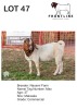 1X BOER GOAT BUCK NASAMI FARM