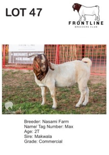 1X BOER GOAT BUCK NASAMI FARM
