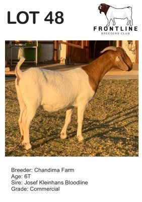 1X BOER GOAT EWE CHANDIMA FARM