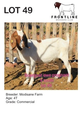 1X BOER GOAT EWE MODISANE FARM