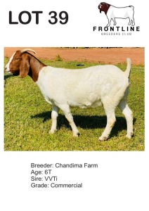 1X BOER GOAT EWE CHANDIMA FARM