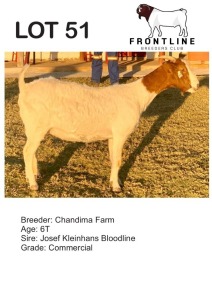 1X BOER GOAT EWE CHANDIMA FARM