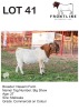 1X BOER GOAT BUCK NASAMI FARM