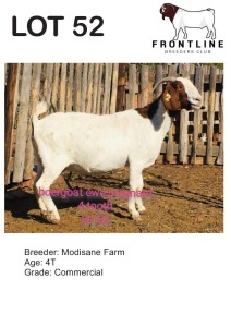 1X BOER GOAT EWE MODISANE FARM