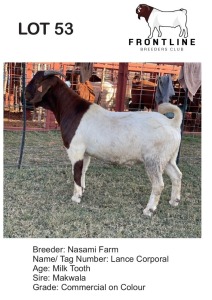 1X BOER GOAT BUCK NASAMI FARM