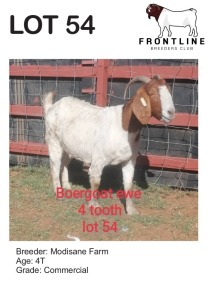 1X BOER GOAT EWE MODISANE FARM