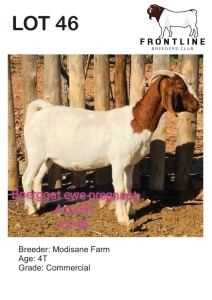 1X BOER GOAT EWE MODISANE FARM