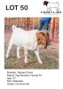 1X BOER GOAT BUCK NASAMI FARM