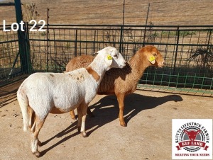 2X MEATMASTER OOI/EWE KLUYTS LIVESTOCK FARMING (PTY) LTD (PAY PER PIECE TO TAKE THE LOT)