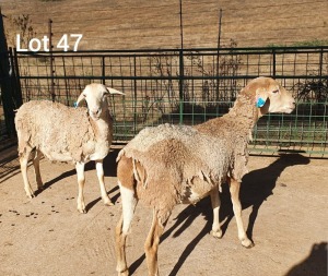 2X MEATMASTER OOI/EWE KLUYTS LIVESTOCK FARMING (PTY) LTD (PAY PER PIECE TO TAKE THE LOT)