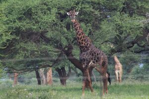 1X SWART KAMEELPERD/BLACK GIRAFFE M:1 NAZARDI BOERDERY