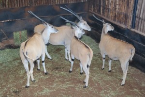 4X ELAND V/F:4 TWS (Per Piece to take the lot/Per stuk om lot te neem)