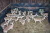 20X ROOIBOK/IMPALA V/F:20 Elandskloof Wildsplaas (Per Piece to take the lot/Per stuk om lot te neem)