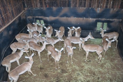 20X ROOIBOK/IMPALA V/F:20 Elandskloof Wildsplaas (Per Piece to take the lot/Per stuk om lot te neem)