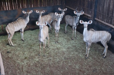 7X KOEDOE/KUDU M:1 V/F:6 TWS (Per Piece to take the lot/Per stuk om lot te neem)