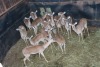 14X ROOIBOK/IMPALA M: V/F:14 TWS (Per Piece to take the lot/Per stuk om lot te neem)