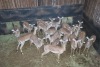 20X ROOIBOK/IMPALA M: V/F:20 Elandskloof Wildsplaas (Per Piece to take the lot/Per stuk om lot te neem)