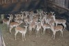 35X ROOIBOK/IMPALA V/F:35 Elandskloof Wildsplaas (Per Piece to take the lot/Per stuk om lot te neem)